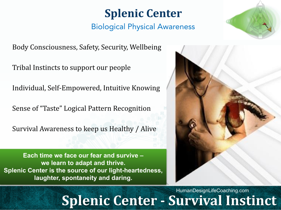 The Splenic Center, biological physical awareness: body consciousness, safety, security and wellbeing; tribal instincts; individual, self-empowered intuitive knowing; the sense of taste; survival awareness that keeps us healthy and alive