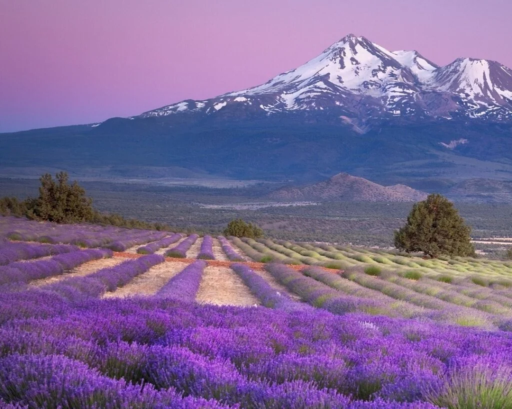 Our previous mountain home was in the California mountains before we moved to our current home