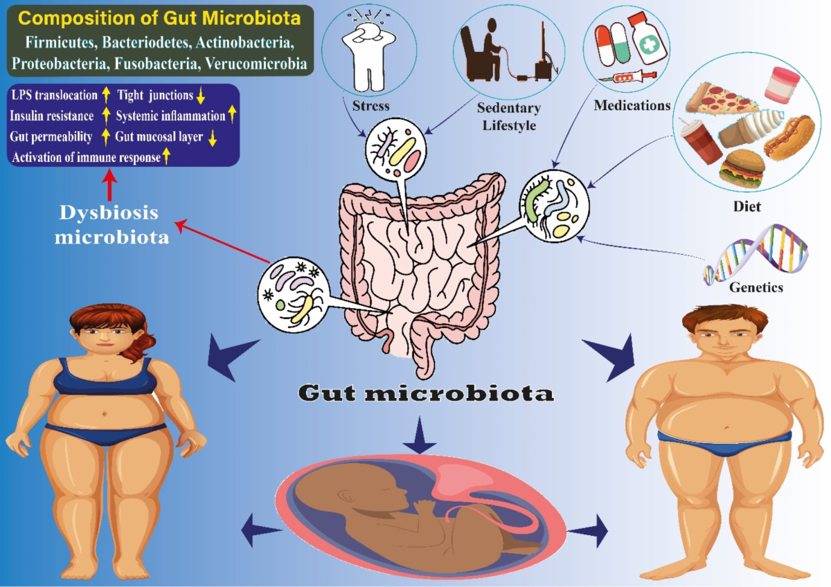 Gut microbiota