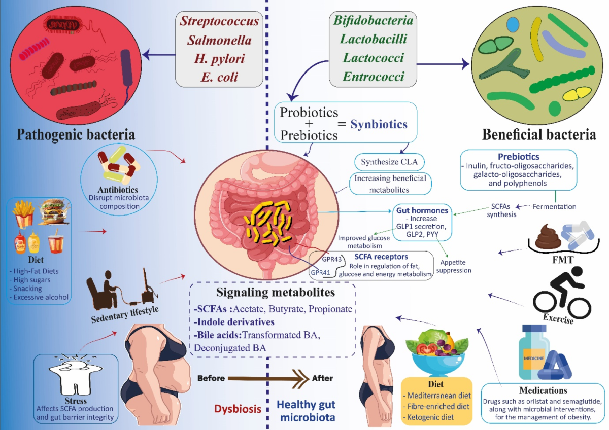 Gut microbiota