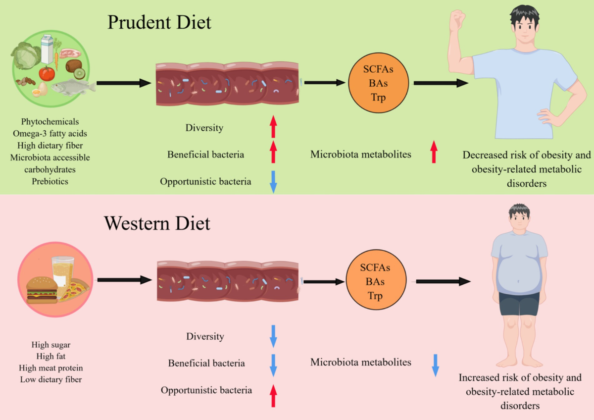 Effect of Diet on Microbiota
