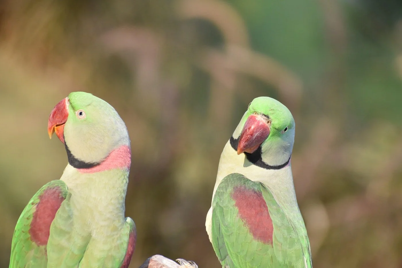 Image by Sumeet Mishra